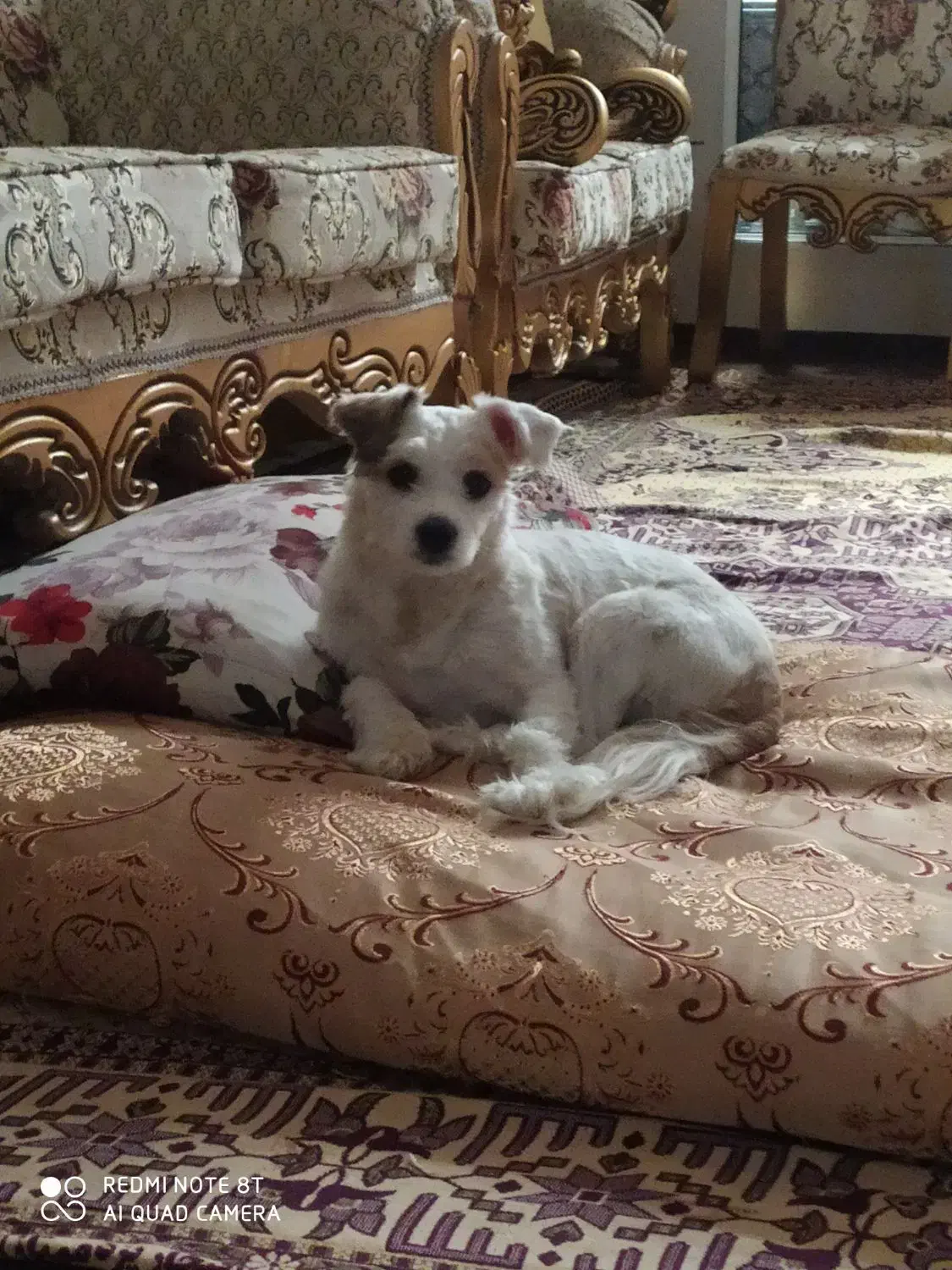 سگ گمشده|سگ|اردبیل, |دیوار