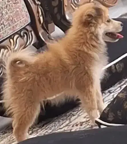 سگ پامر اشپیتز فروش فوری|سگ|کرمان, |دیوار