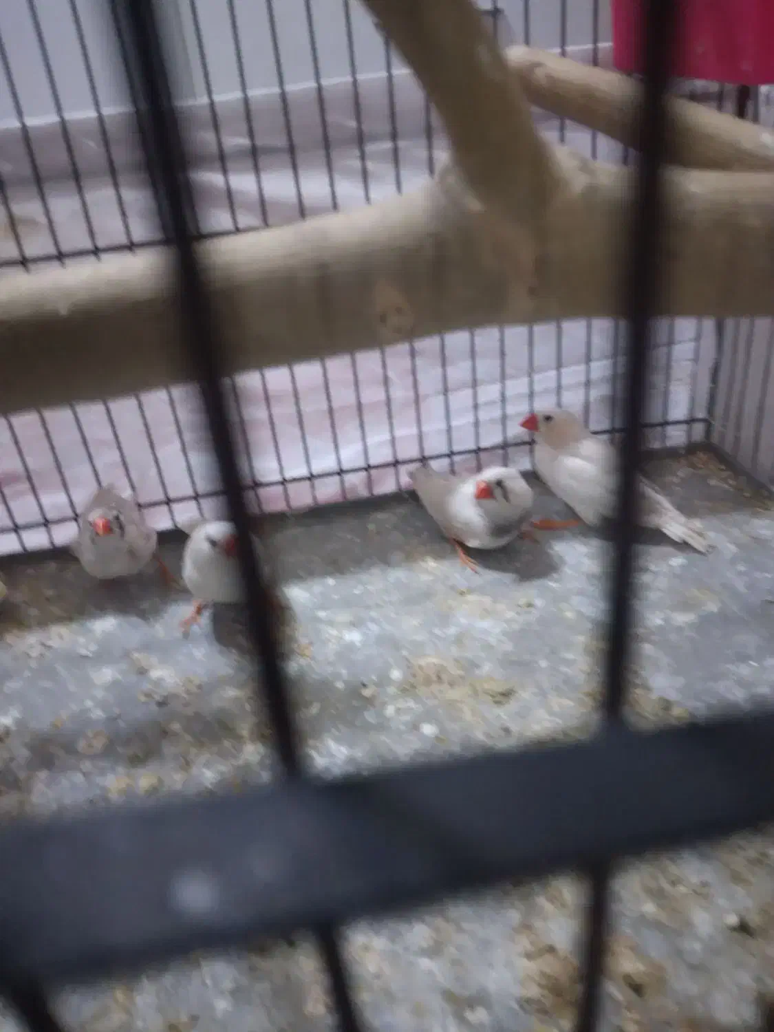 فنج خوارزمی ۸عدد|پرنده|قرچک, شهرک طلائیه|دیوار