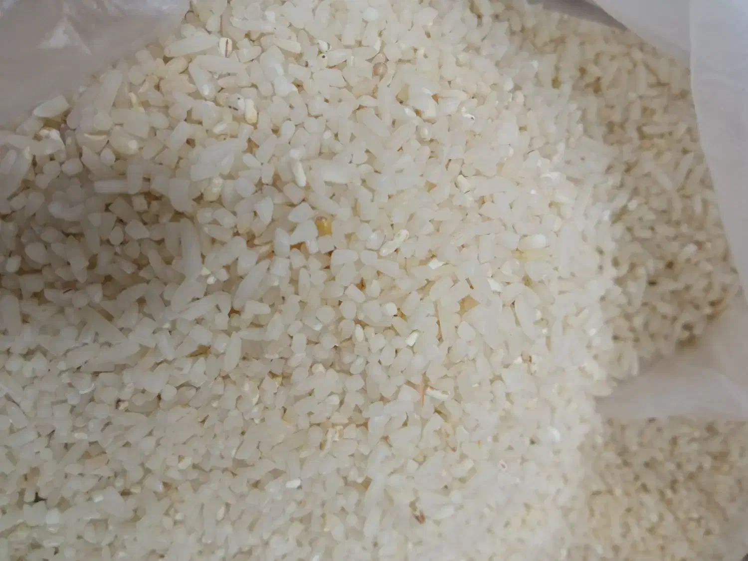 برنج اصیل دم سیاه کلات نادر کاملا ارگانیک|خوردنی و آشامیدنی|مشهد, حسابی جنوبی (شهرک غرب)|دیوار