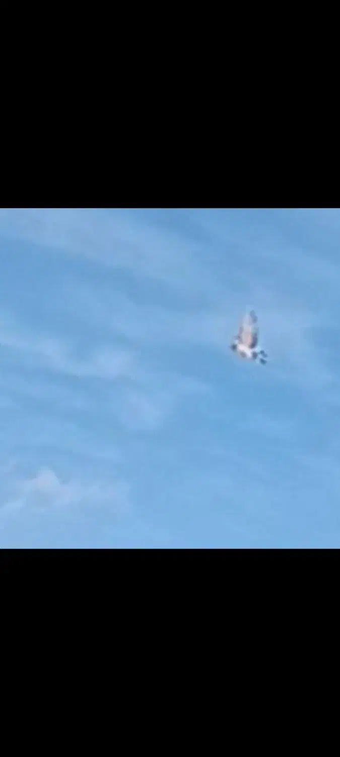 کفتر باخت رفته|حیوانات|ابهر, |دیوار