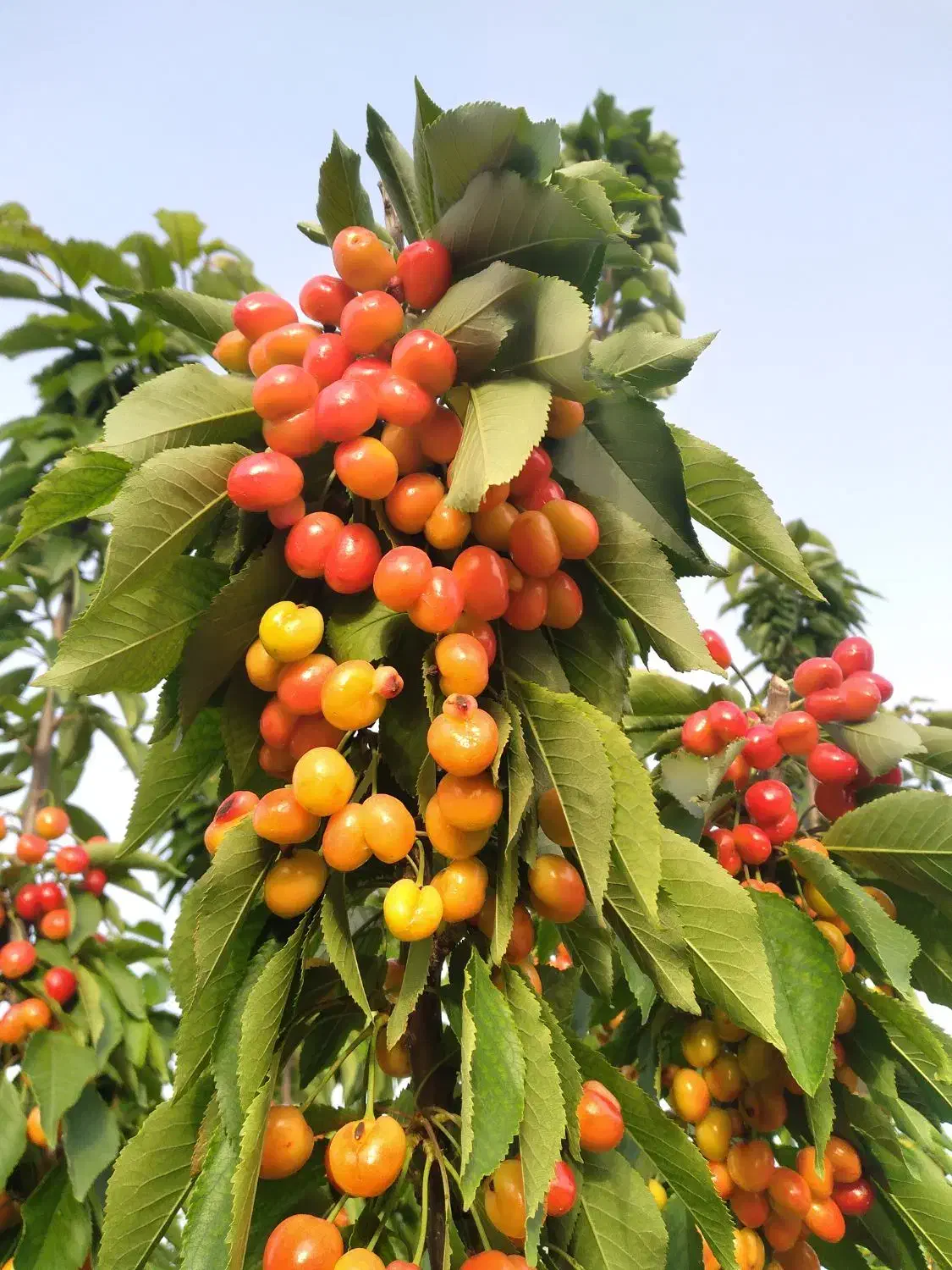 نهال|خدمات باغبانی و درختکاری|چناران, |دیوار