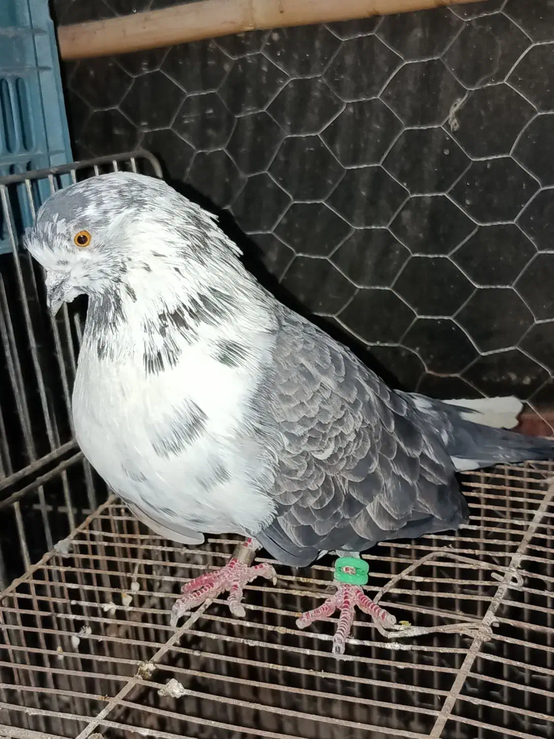 کفتر پرشی سوسک|پرنده|فاضل آباد, |دیوار