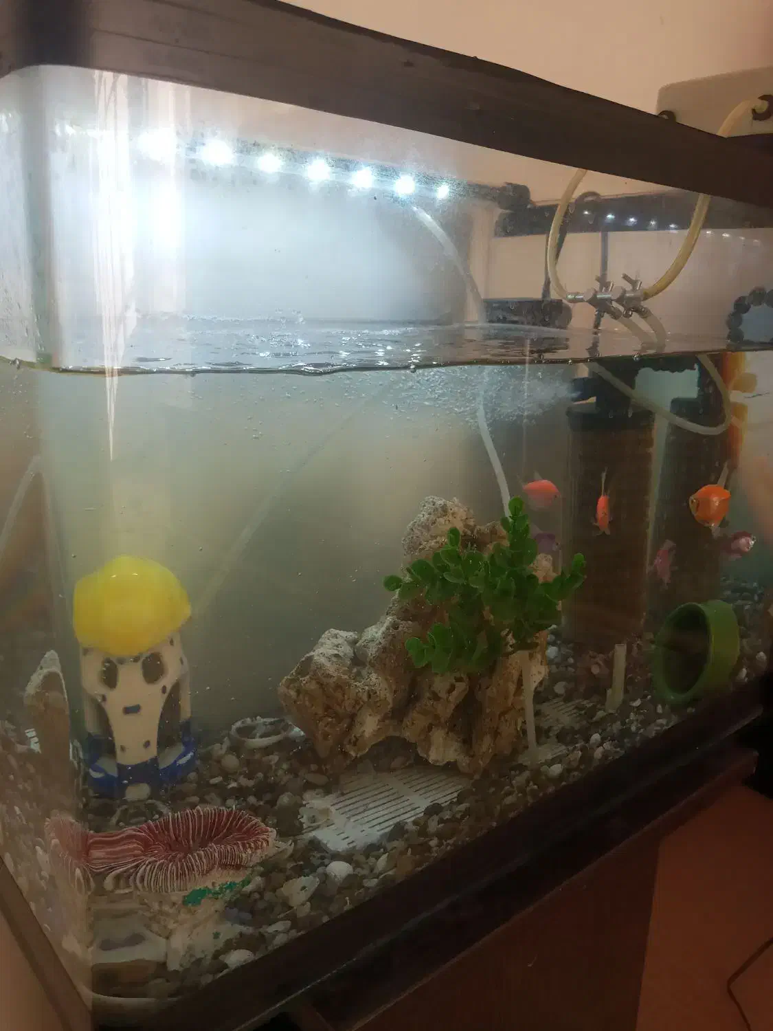 قناری آکواریوم شرکتی معاوضه با قناری نر|ماهی|همدان, |دیوار