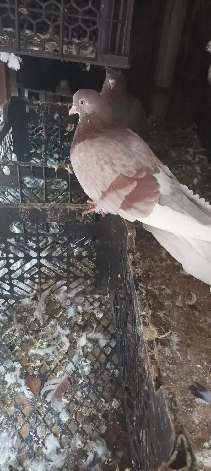 کبوتر|پرنده|کلاردشت, |دیوار