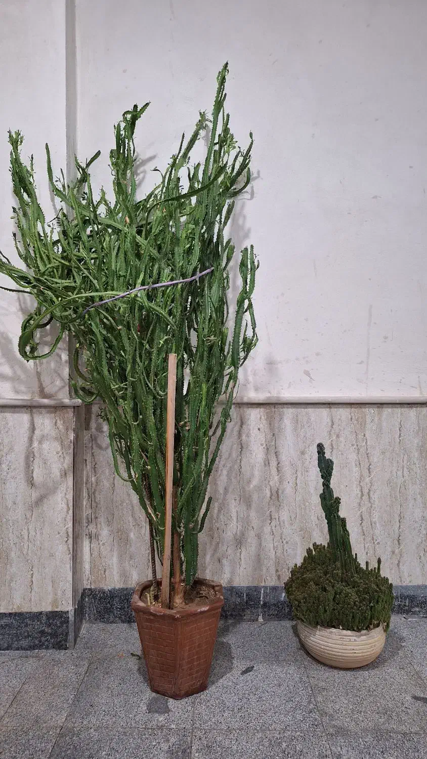 فروش کاکتوس آفوربیا|گل و گیاه طبیعی|عجب شیر, |دیوار