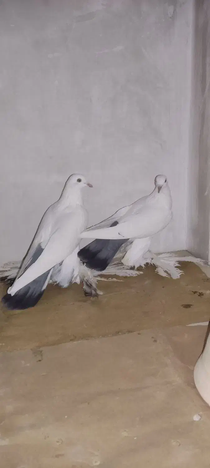 کبوتر|پرنده|تبریز, |دیوار