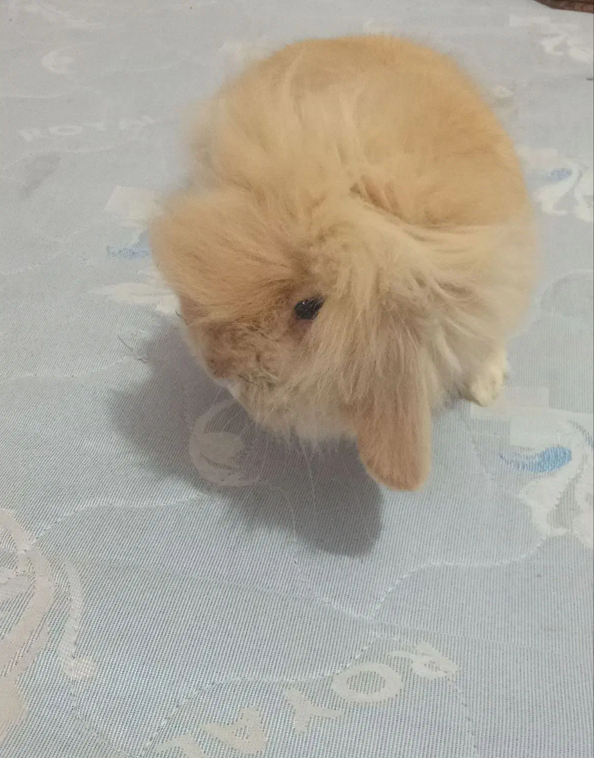 خرگوش لوپ|موش و خرگوش|نیشابور, میدان حافظ|دیوار