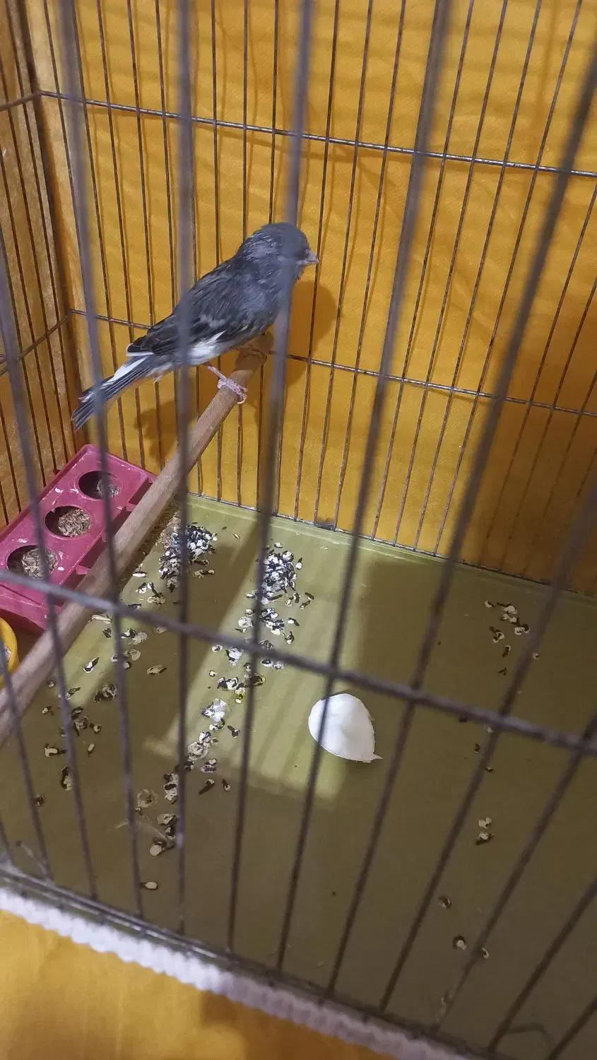 قناری نر|پرنده|خمینی‌شهر, |دیوار