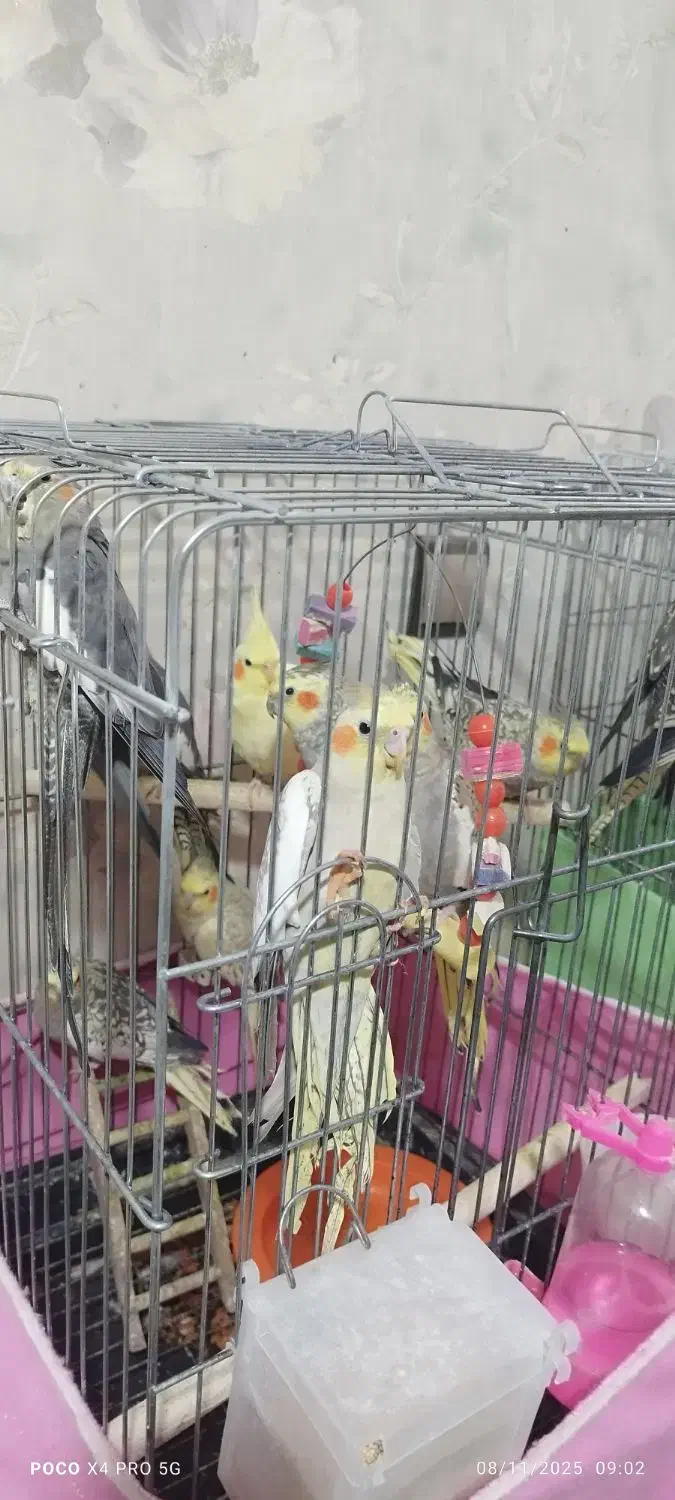 عروس هلندی|پرنده|فردیس, شهرک ناز|دیوار