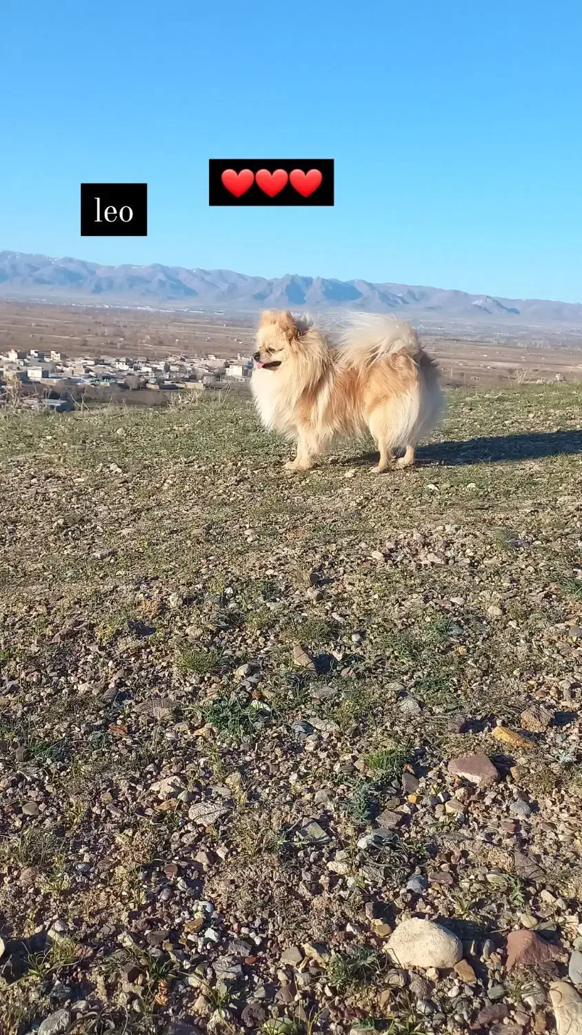 پامرانین|سگ|ابهر, |دیوار