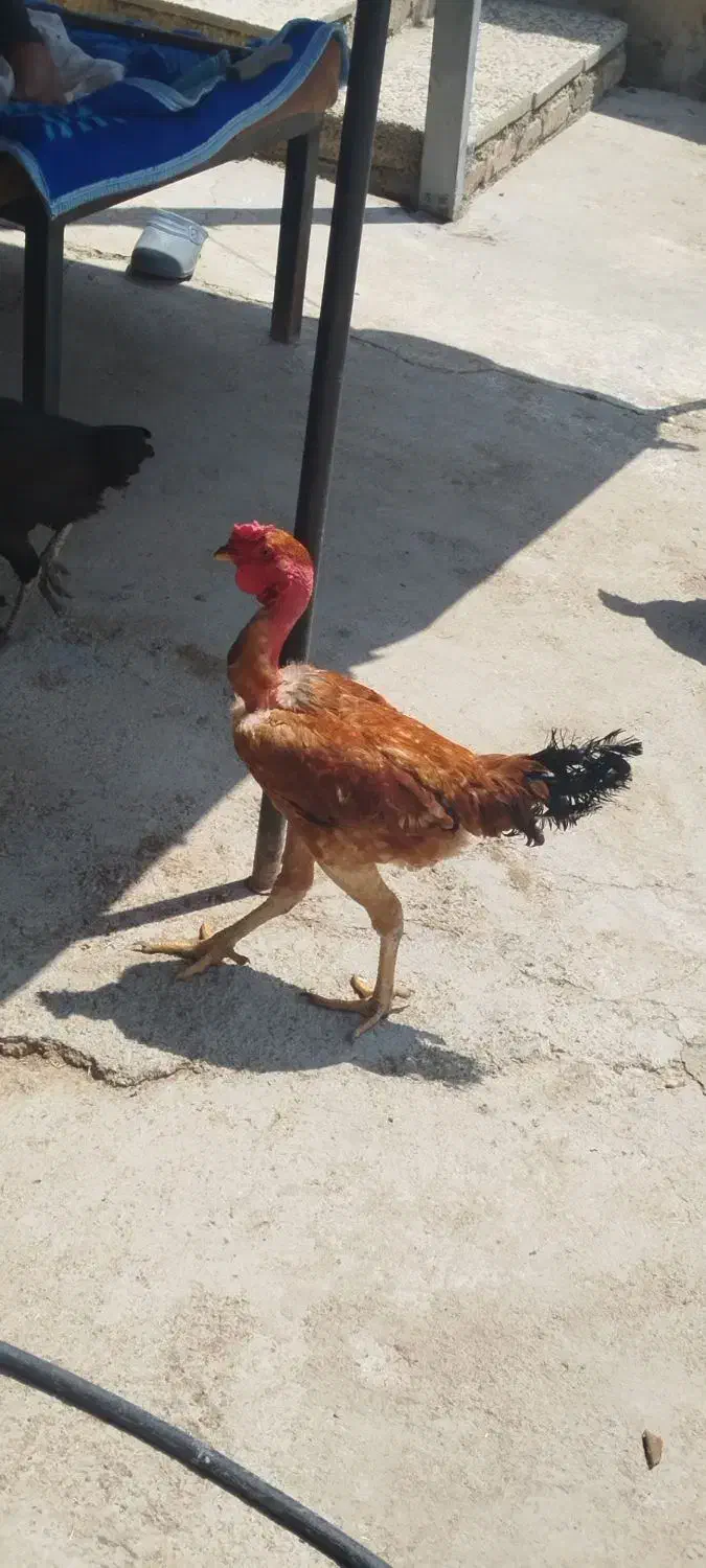 خروس|حیوانات مزرعه|ارژن, |دیوار