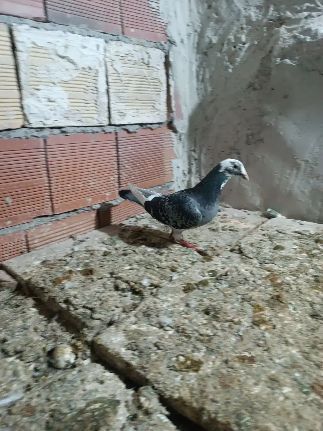 دوبر ماده|پرنده|اردبیل, |دیوار