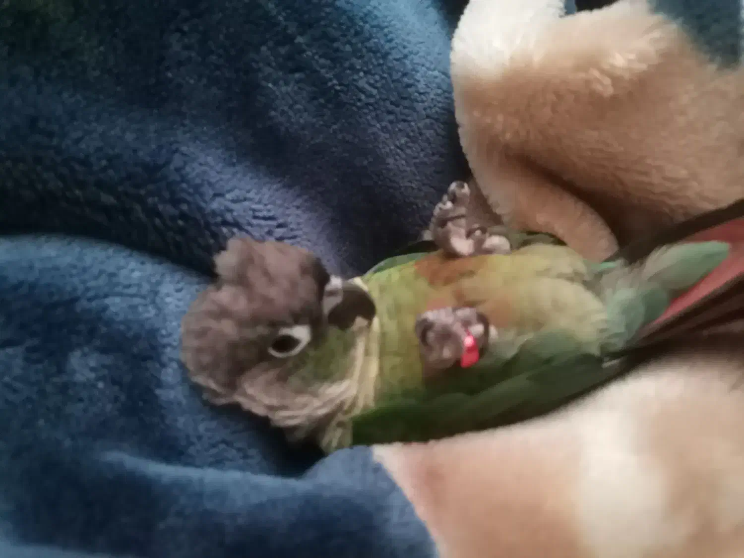 گرینچیک جفت رام و سخنگو|پرنده|بومهن, |دیوار