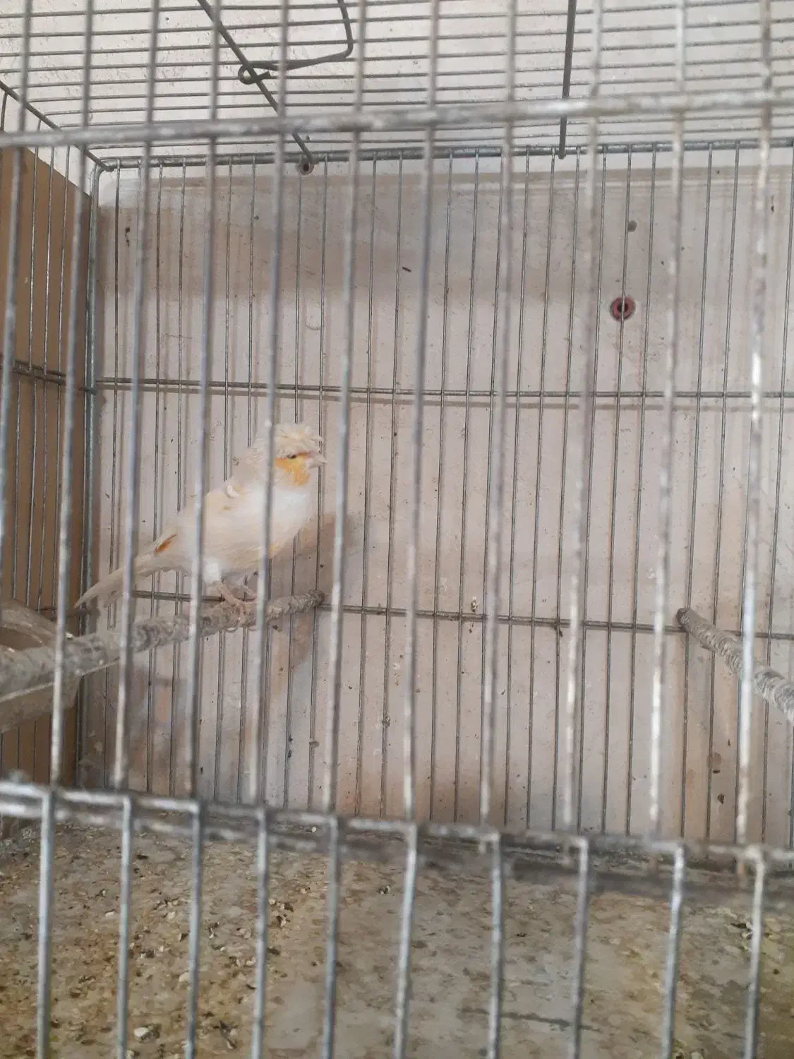 قناری جفت|پرنده|خوی, |دیوار