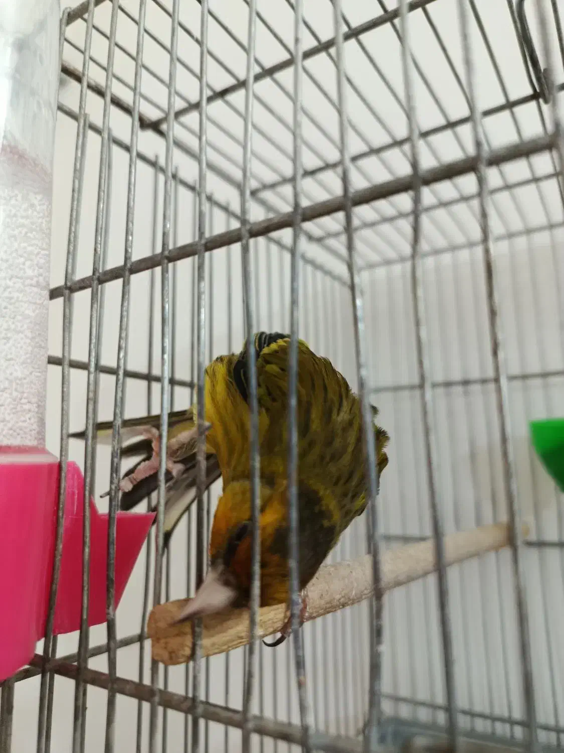 سهره قناری زیبا|پرنده|شازند, |دیوار