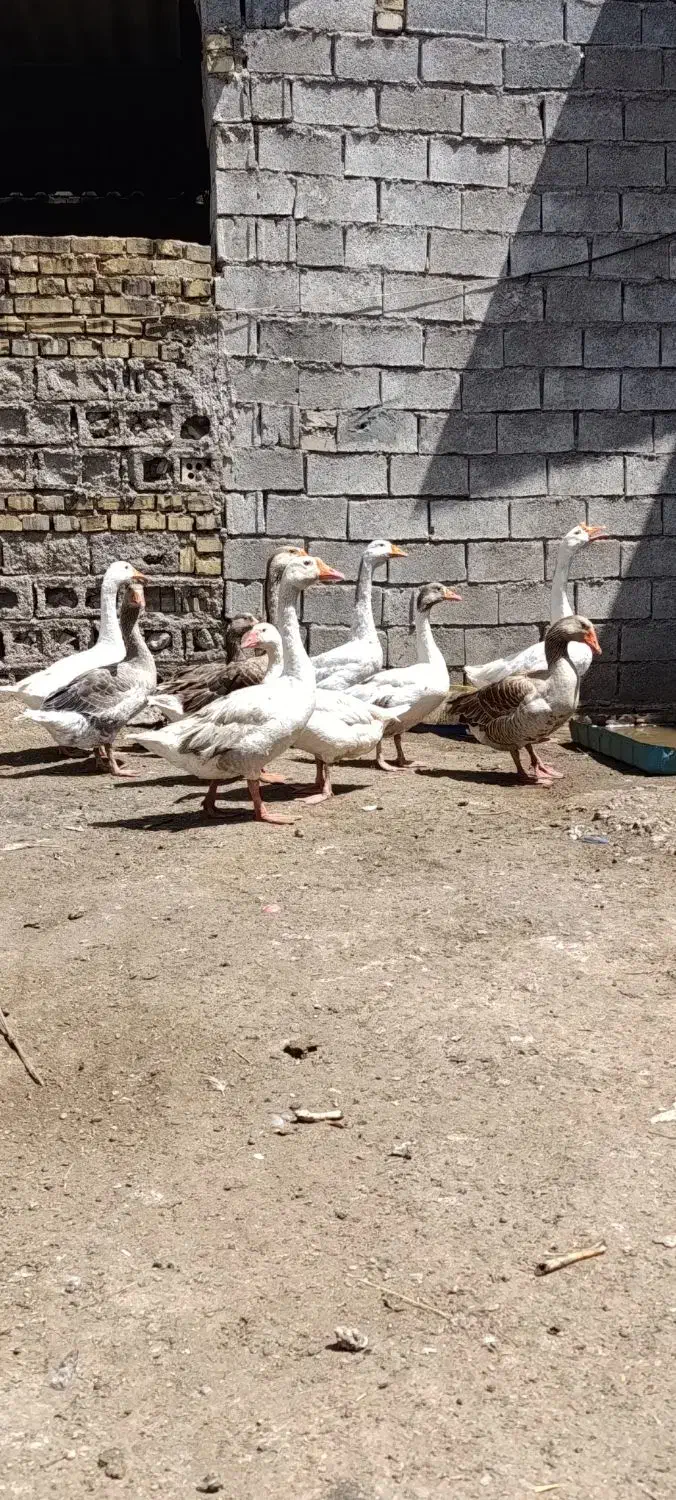 غاز|حیوانات مزرعه|اهواز, فتح|دیوار