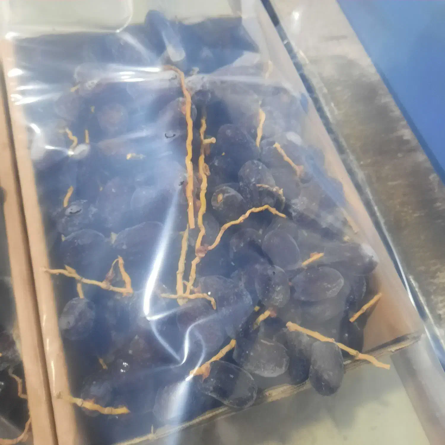 سلام علیکم|عمدهفروشی|گنبد کاووس, |دیوار