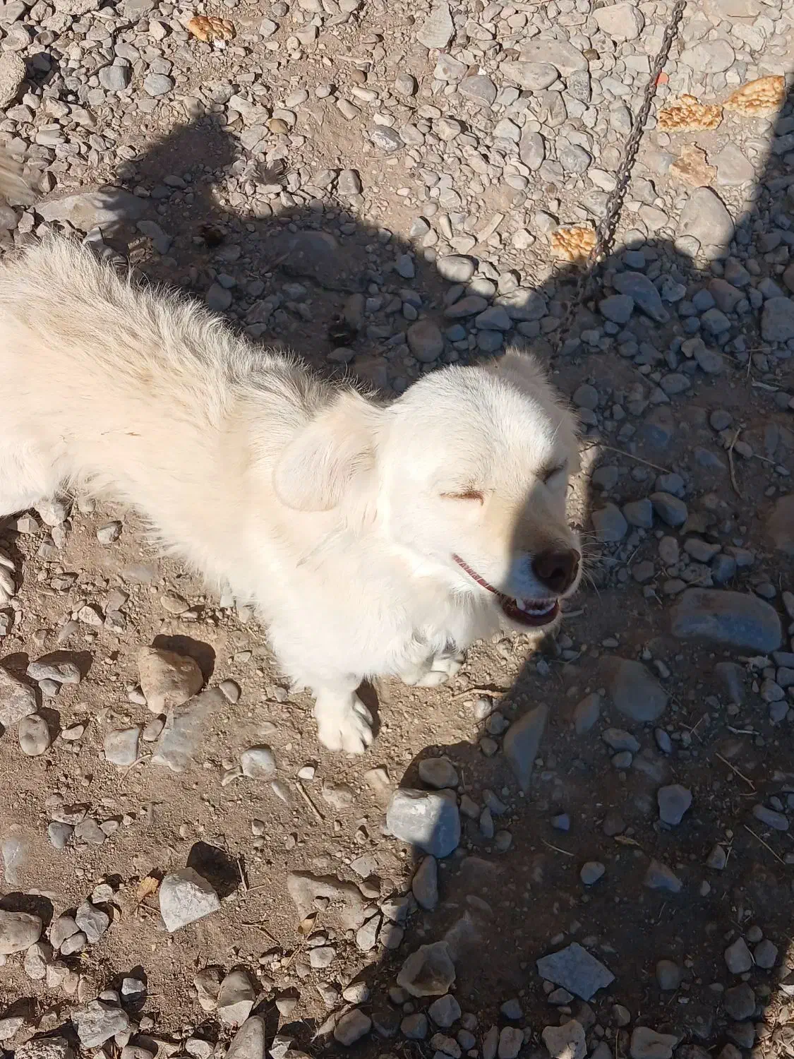 سگ پاکوتا|سگ|مشهد, جانباز|دیوار