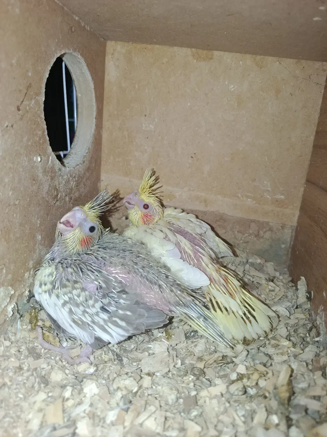 جوجه عروس|پرنده|اسفراین, |دیوار