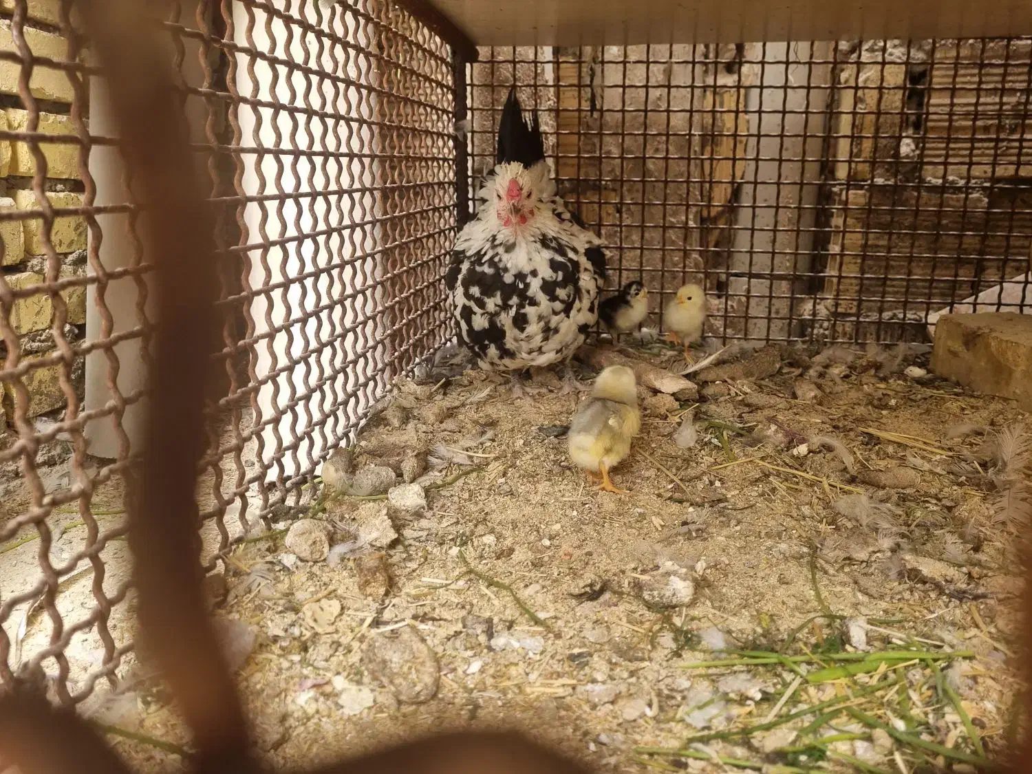 مرغ گلین کپ کرچ با جوجه|حیوانات مزرعه|برخوار, |دیوار