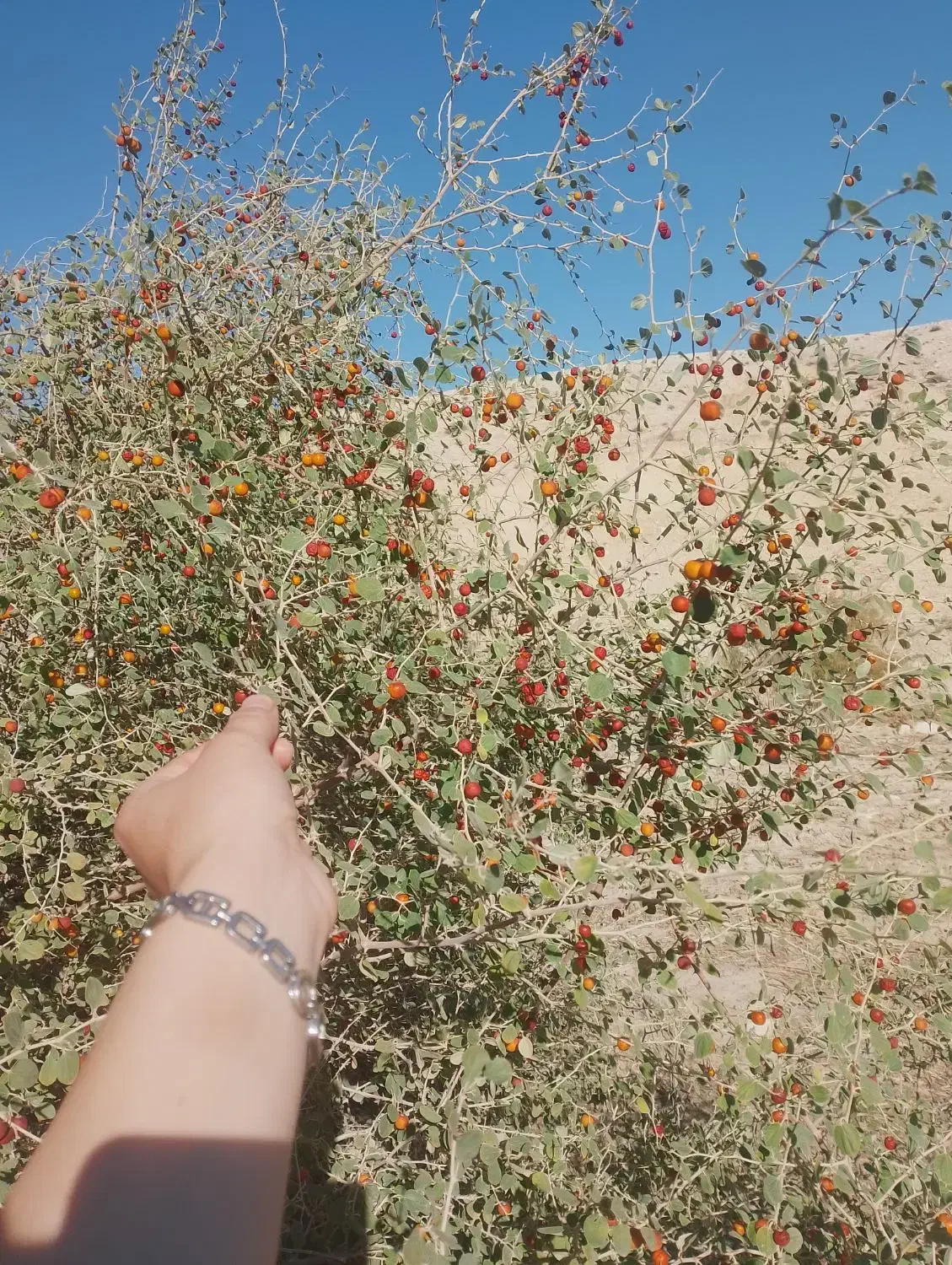 کود|خدمات باغبانی و درختکاری|مهران (ایلام), |دیوار