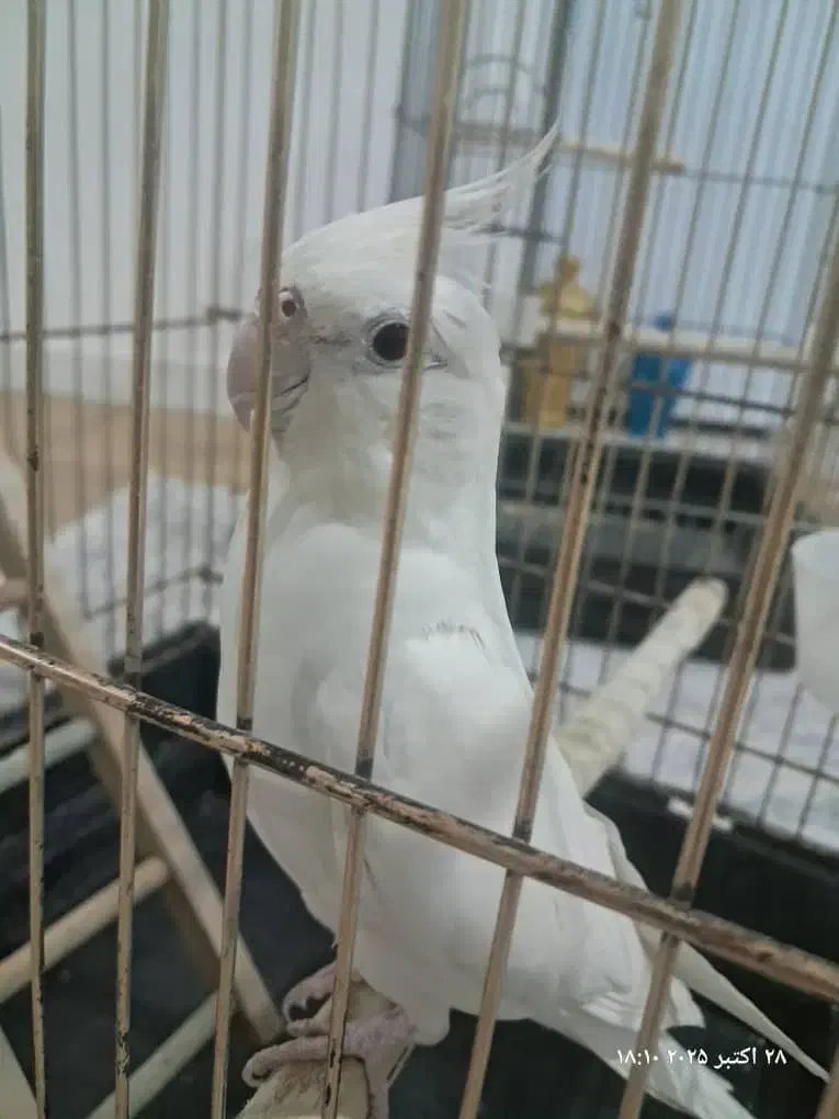 عروس هلندیطوطی|پرنده|تهران, مرزداران|دیوار