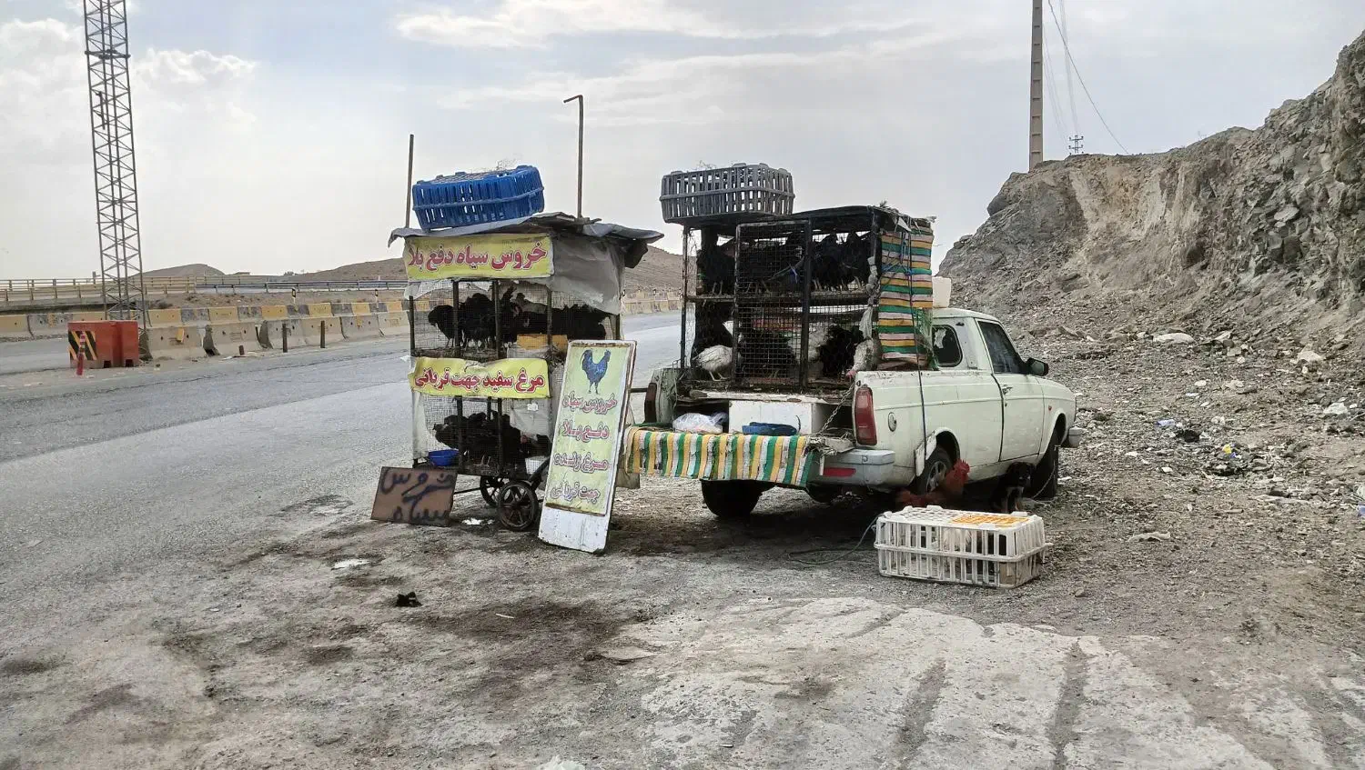 خروس سیاه دفع بلا مرغ سفید جهت قربونی|حیوانات مزرعه|رودهن, |دیوار