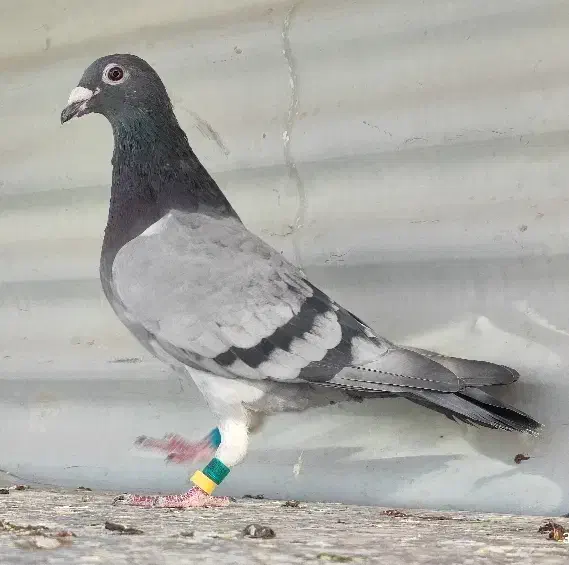 اردن خالص|پرنده|سربیشه, |دیوار