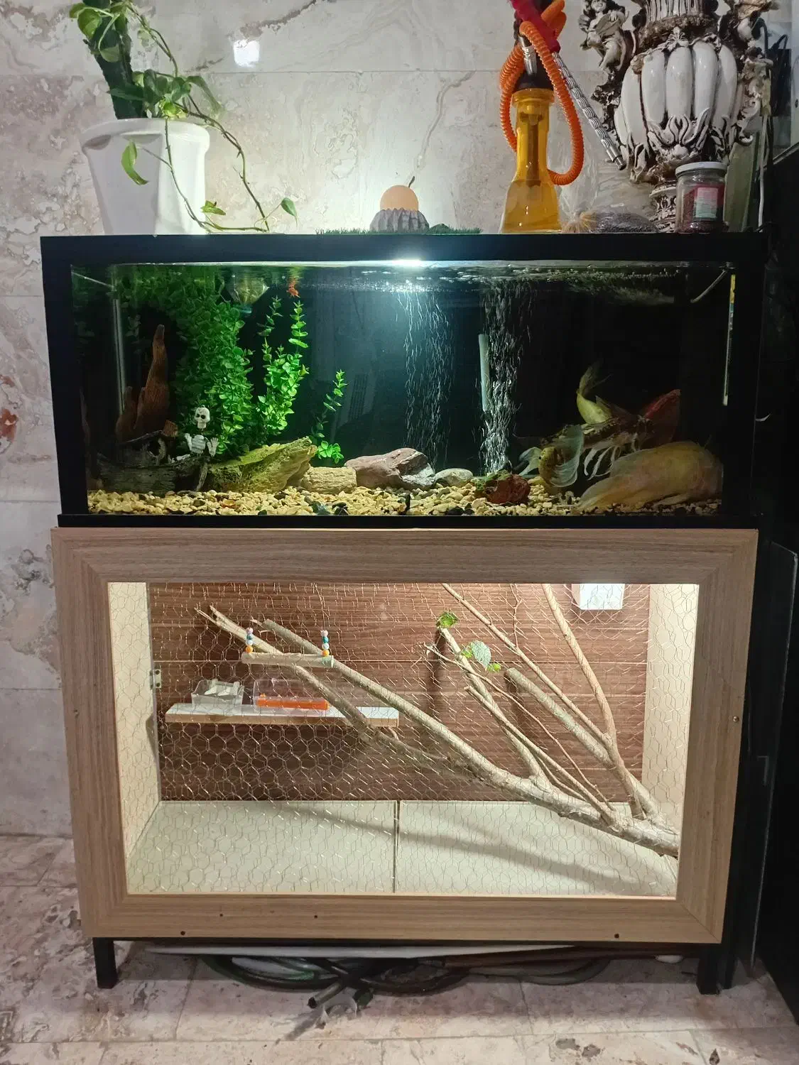 اکواریوم و قفس پرنده|ماهی|صومعهسرا, |دیوار