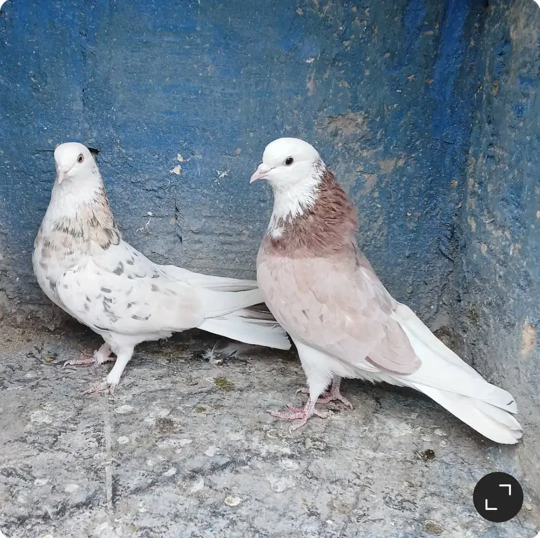 کبوتر پرشی دهنجور بشرط پرش بالا ۱۰ساعت بضمانت|پرنده|تهران, شوش (باغ آذری)|دیوار