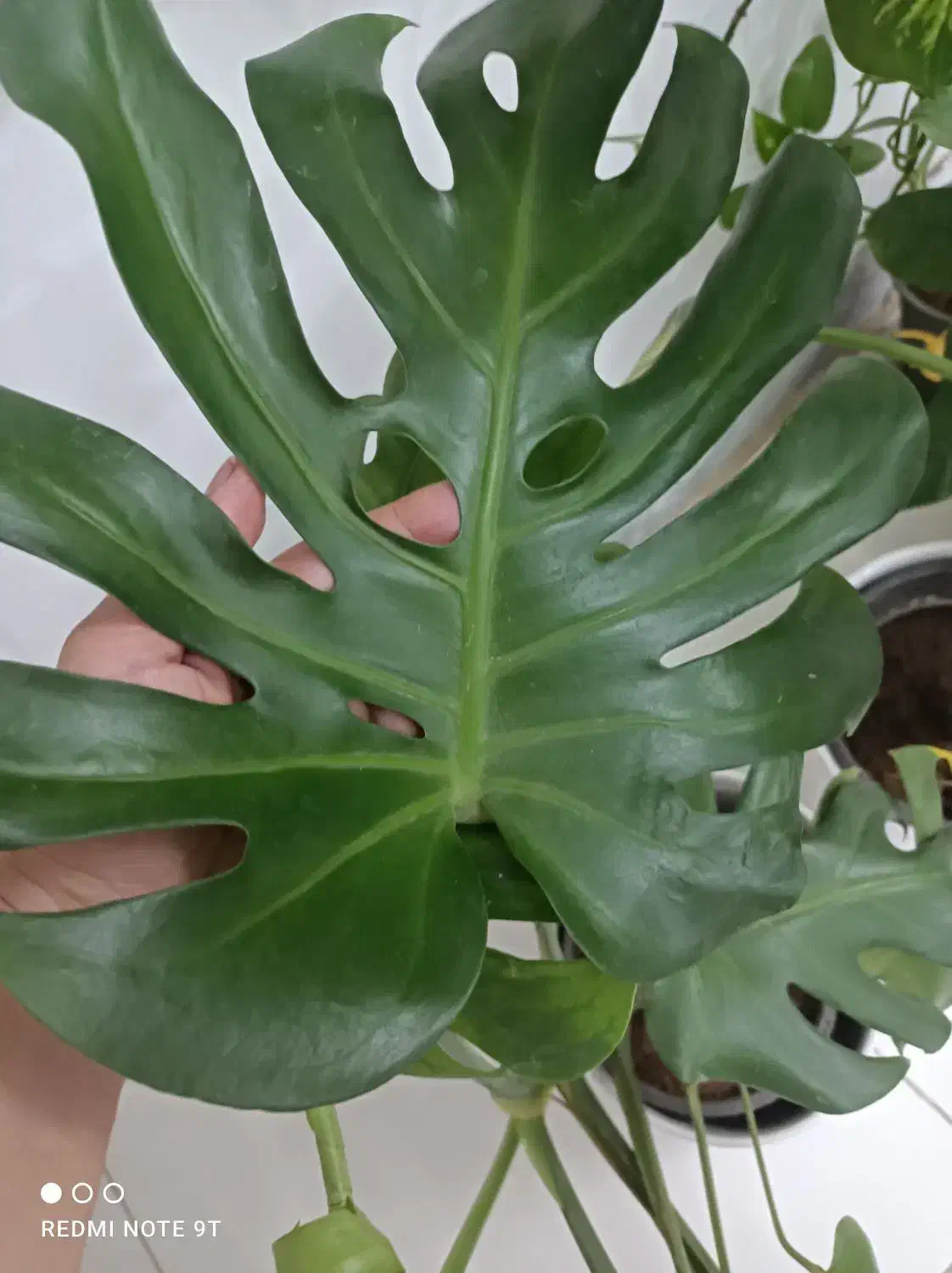 گل برگ انجیری ودیفن|گل و گیاه طبیعی|شیراز, منطقه هوایی شهید دوران|دیوار