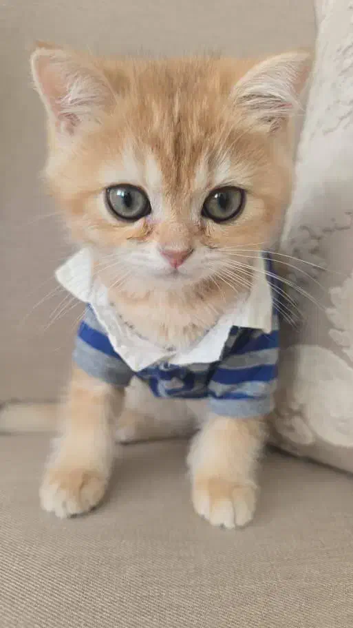 گربه پرشین|گربه|بندرعباس, |دیوار