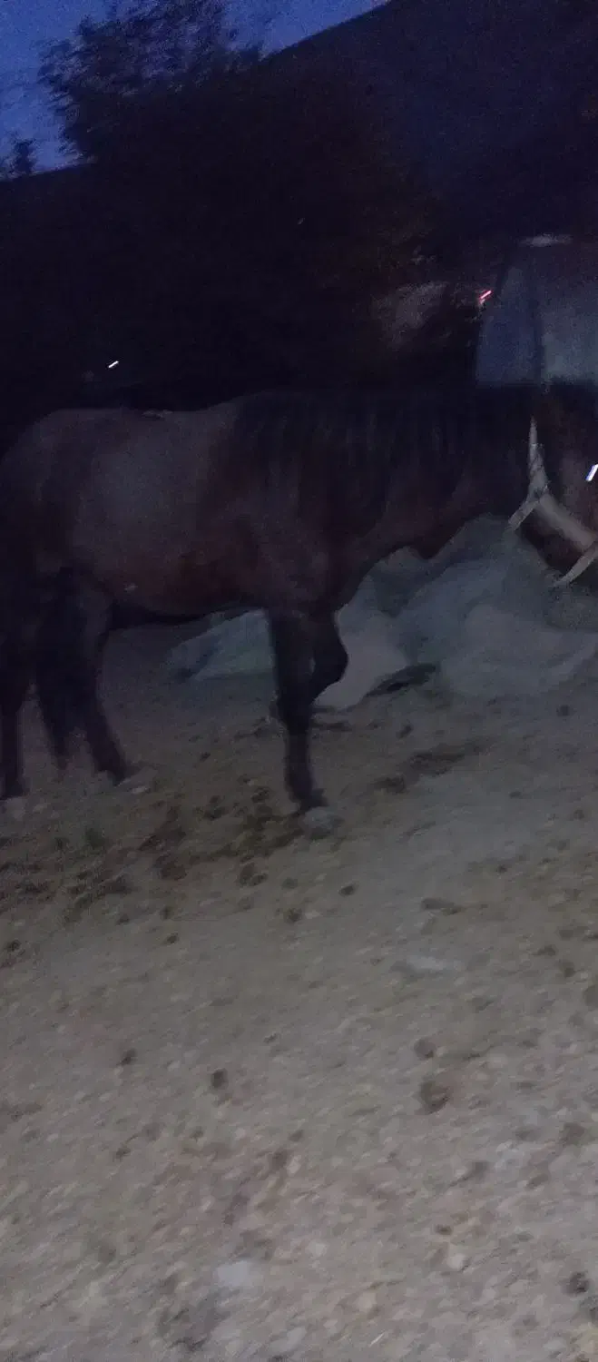 کره نریون یورقه فروشی|اسب و تجهیزات اسبسواری|هزار مسجد, |دیوار