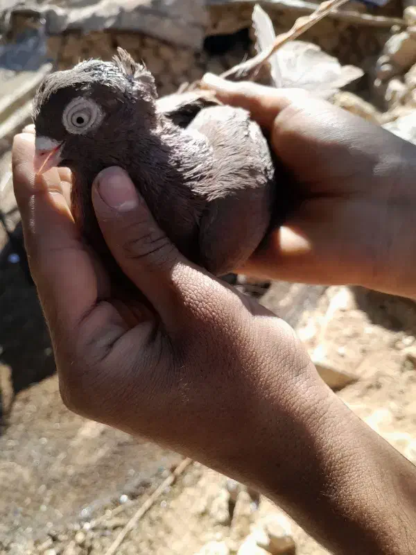 سرخ چشنوک|پرنده|مسجد سلیمان, |دیوار