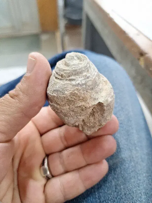 فسیل حلزونی سنگی|کلکسیون اشیاء عتیقه|پلدختر, |دیوار