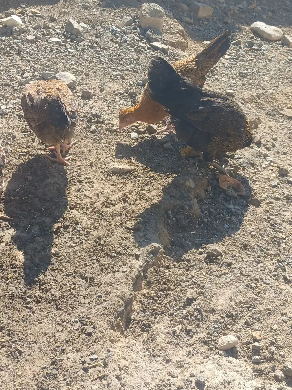 مورکان|حیوانات مزرعه|باغ بهادران, |دیوار