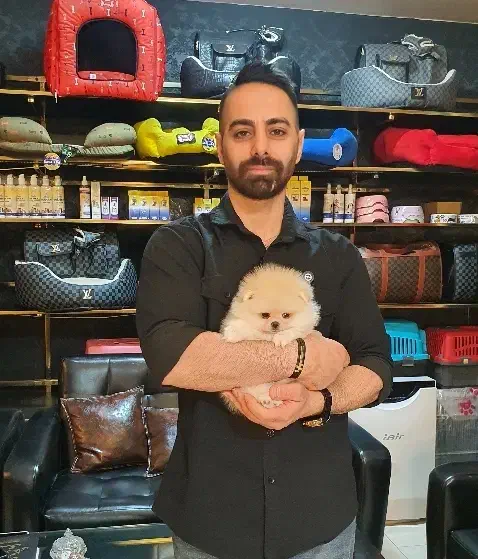 پامرانین بوفیس و عروسکی|سگ|تهران, شهرک مخابرات|دیوار