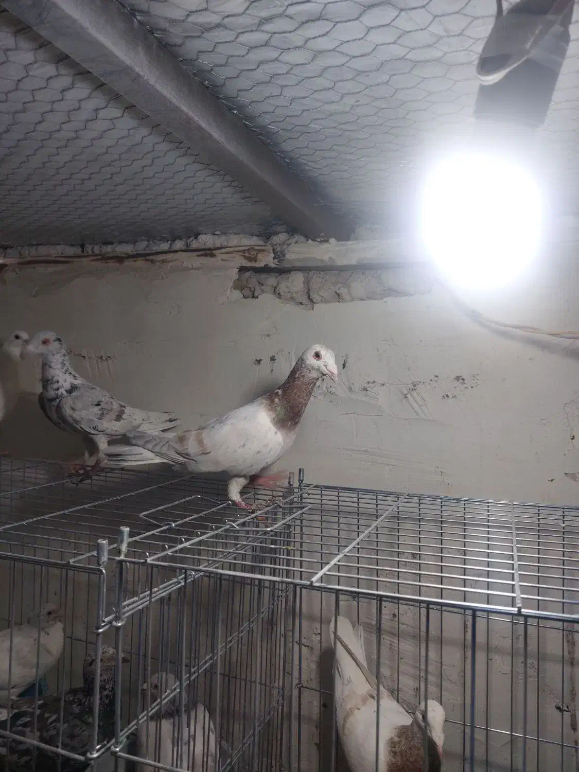 هفت رنگ|پرنده|قزوین, |دیوار