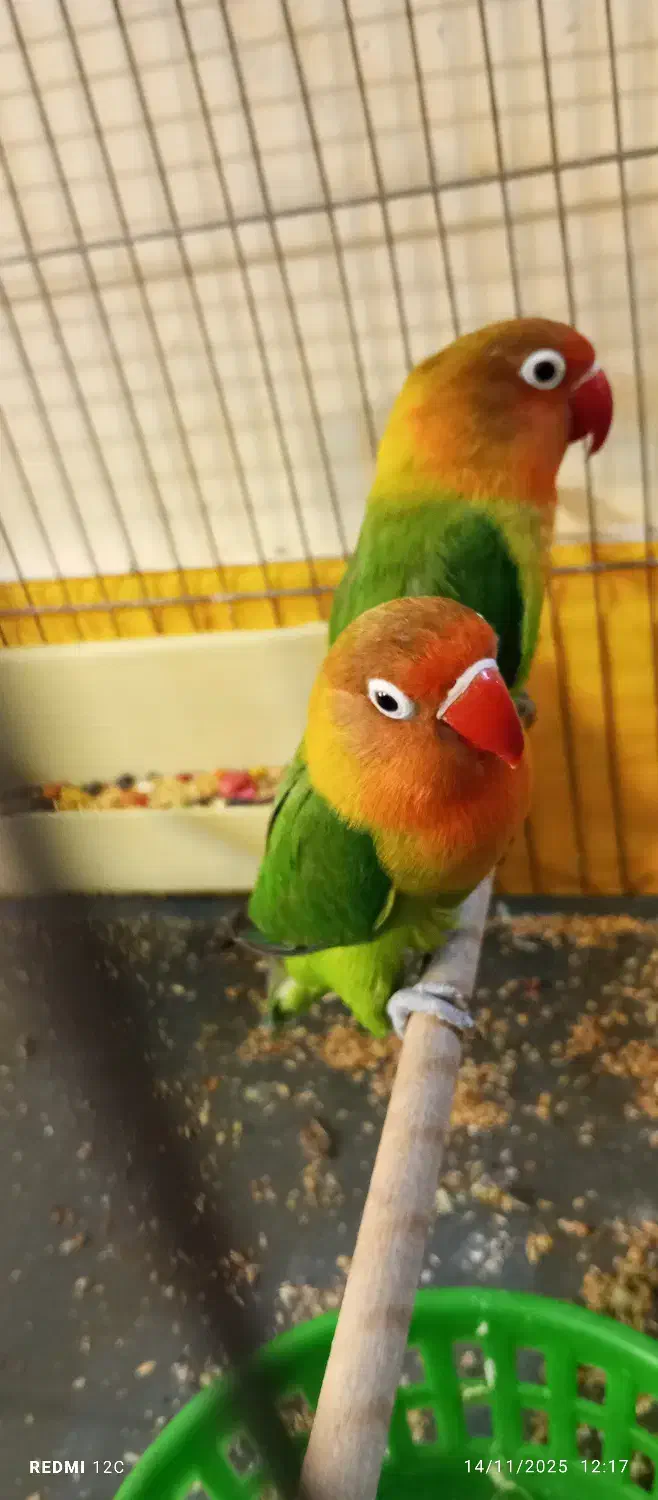 کوتوله برزیلی بالغ|پرنده|قم, حمام تالار|دیوار