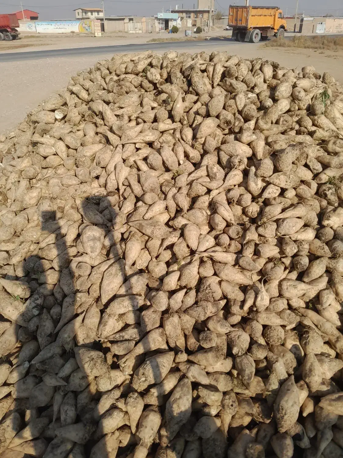 چغندر قند تازه|خدمات باغبانی و درختکاری|بشاریات, |دیوار