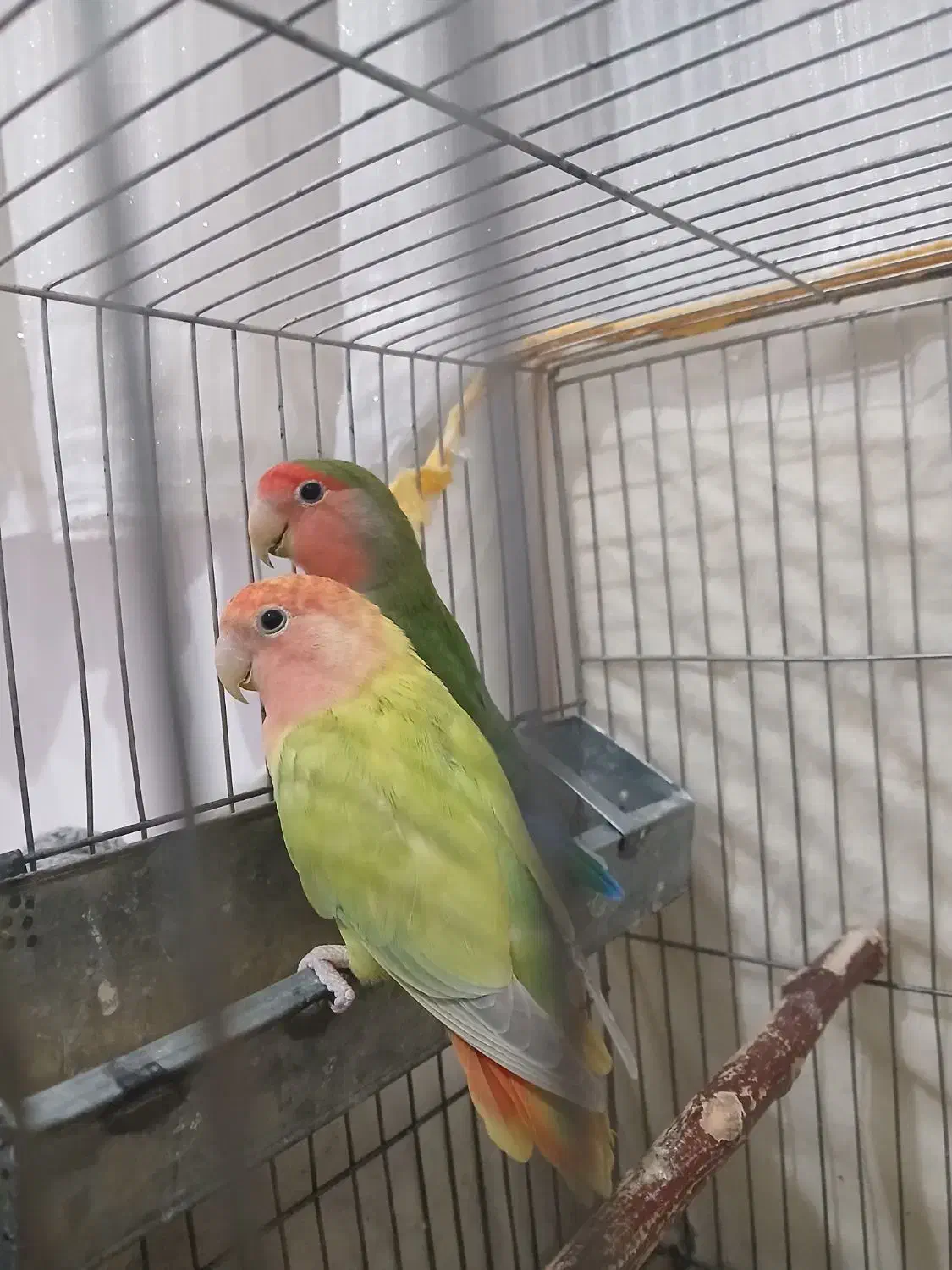 کوتوله جفت کارداده|پرنده|نیشابور, شهرک بسیج|دیوار