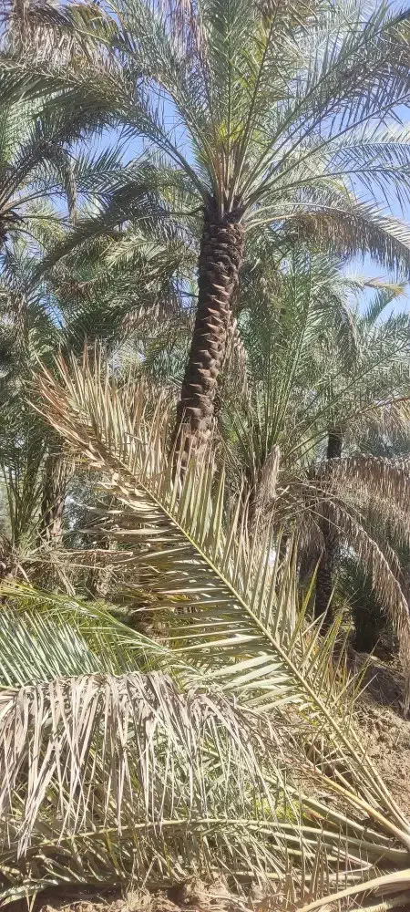 تاپول زنی ترکیب نخل|خدمات باغبانی و درختکاری|برازجان, |دیوار