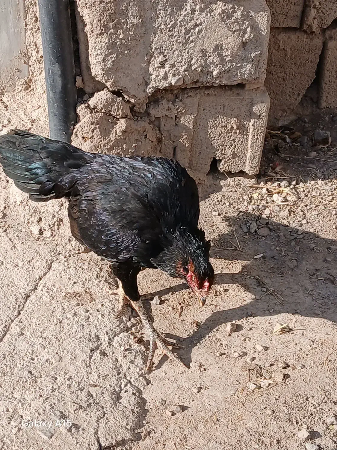 مرغ بسیار علی سن آن یک سال نیم اینا|حیوانات مزرعه|سراب, |دیوار