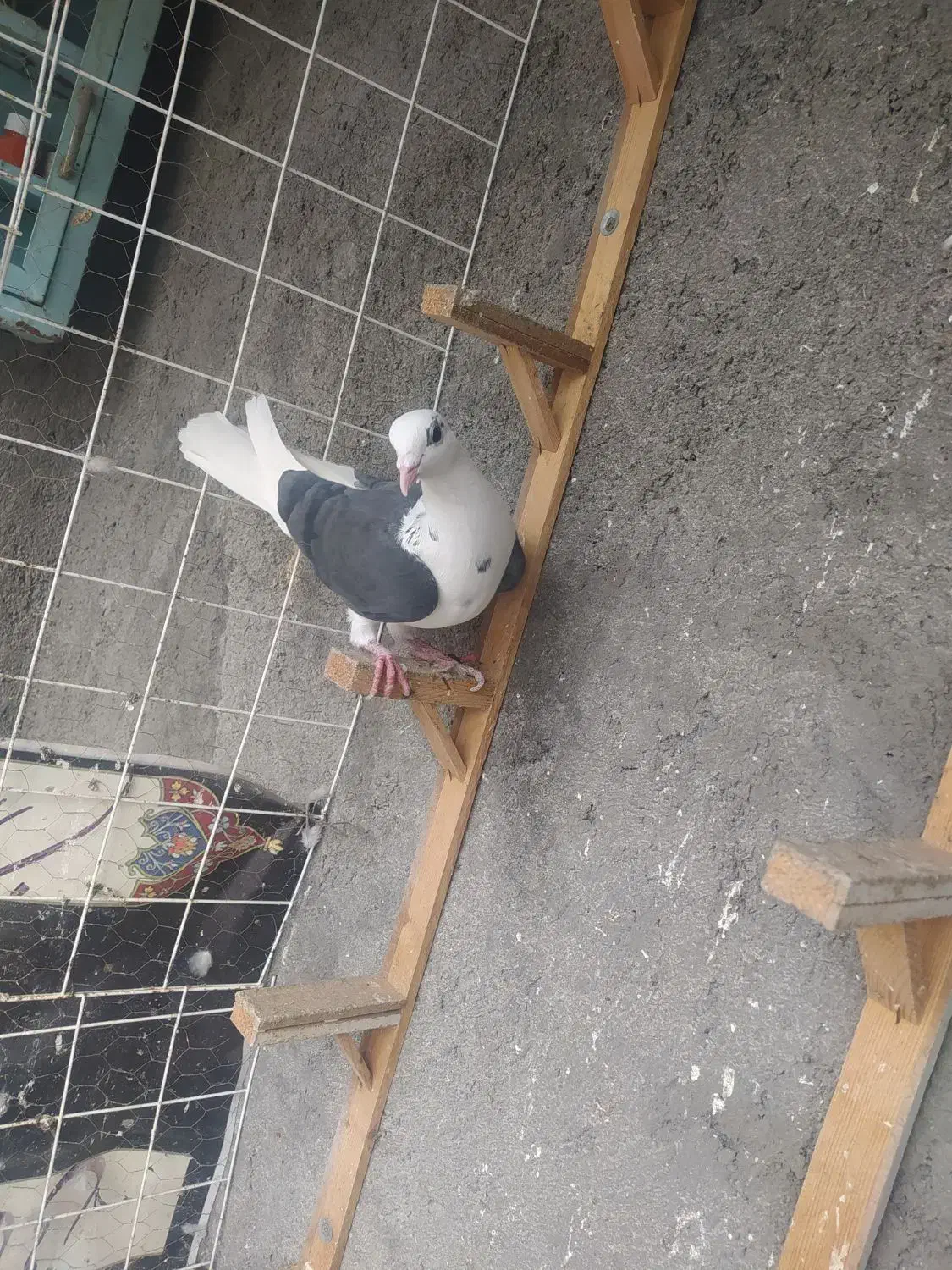 صید کفتر|پرنده|مشهد, یاس|دیوار