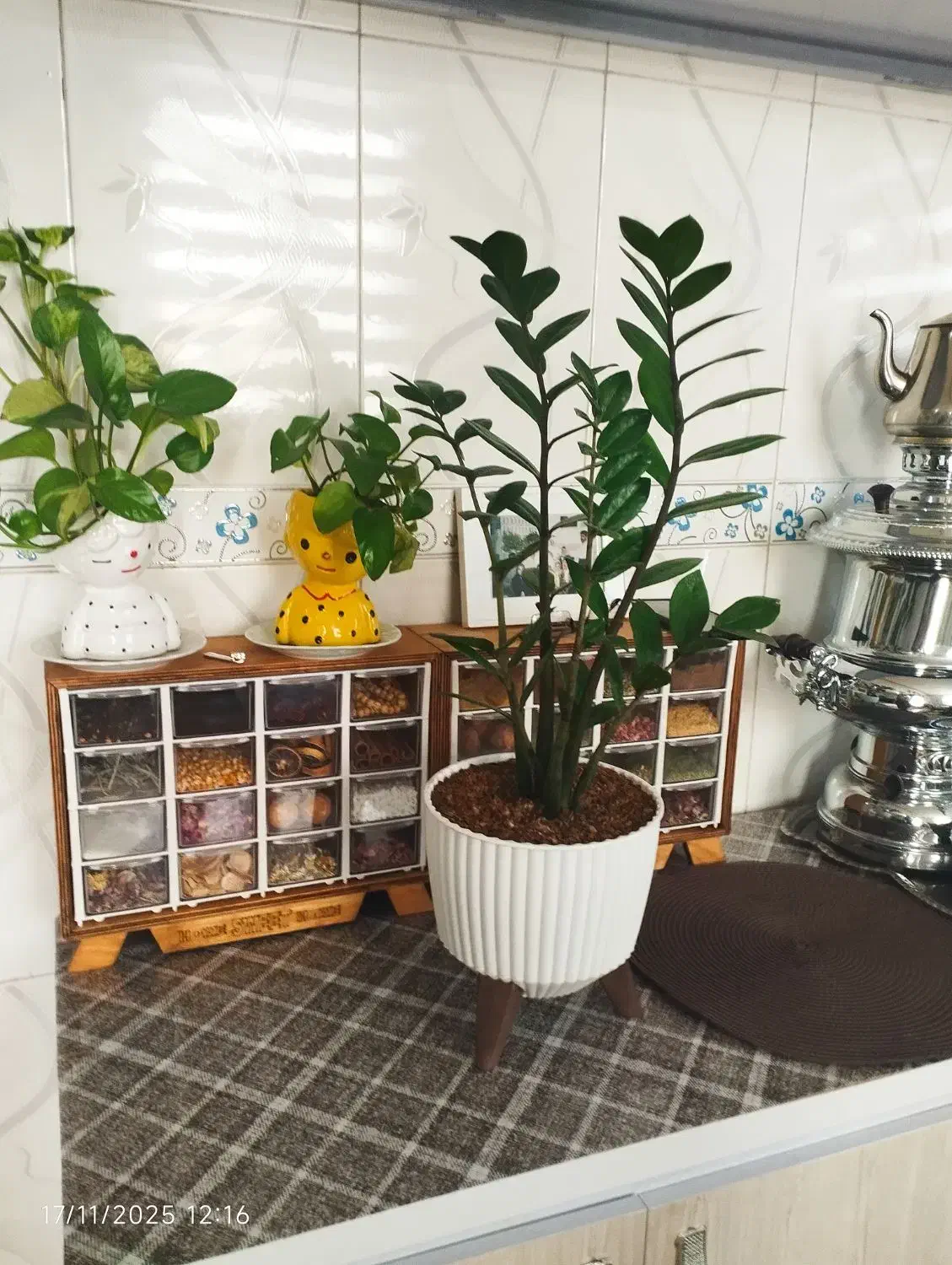 زاموفیلیا سبز|گل و گیاه طبیعی|الیگودرز, |دیوار