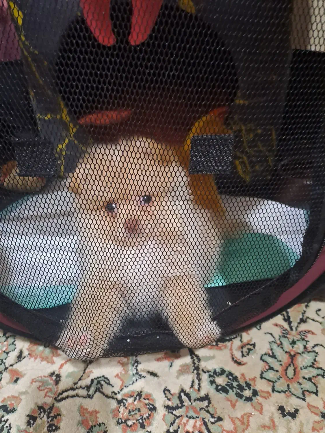 فروش سگ|سگ|بندر امام خمینی, |دیوار