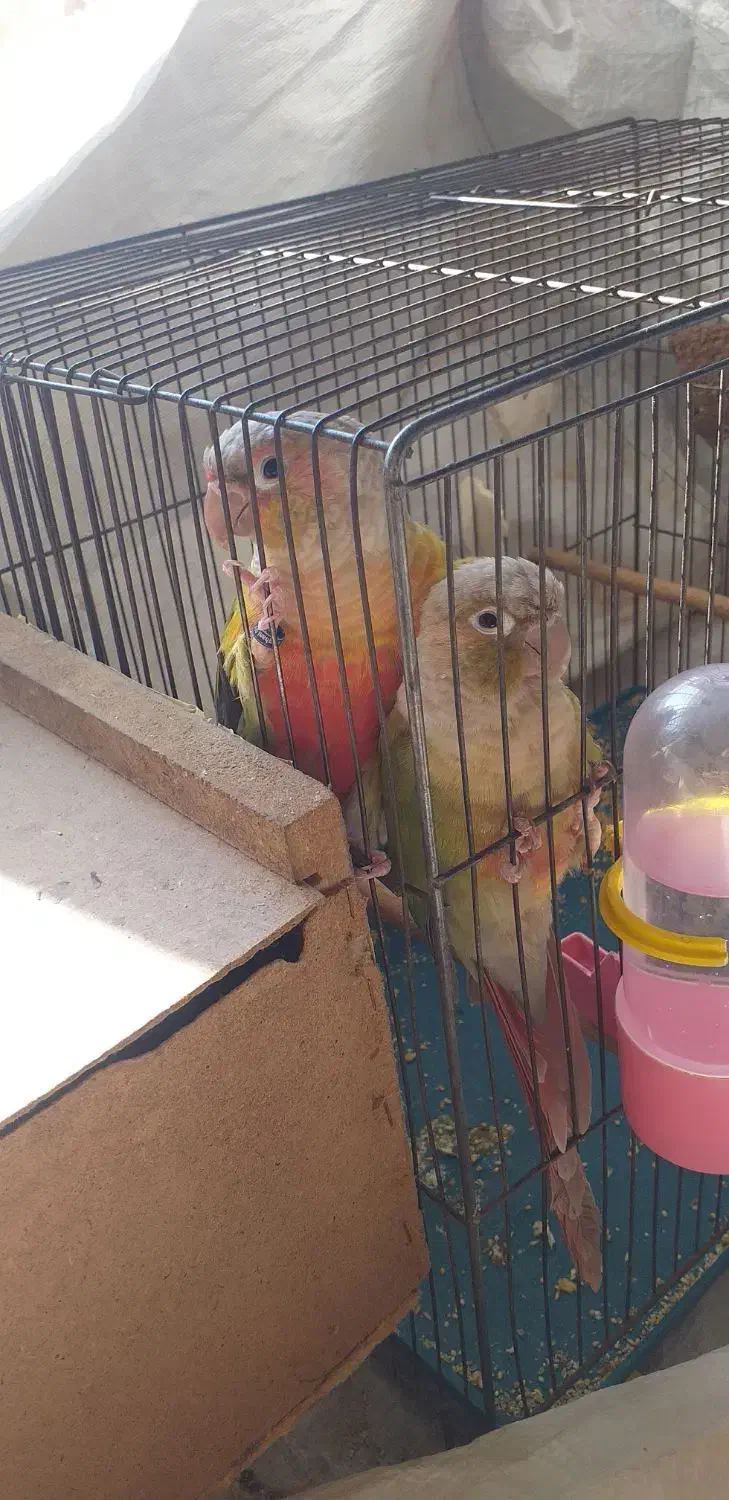 راهنمایی در مورد گرینچیک|فعالیت داوطلبانه|صوفیان, |دیوار