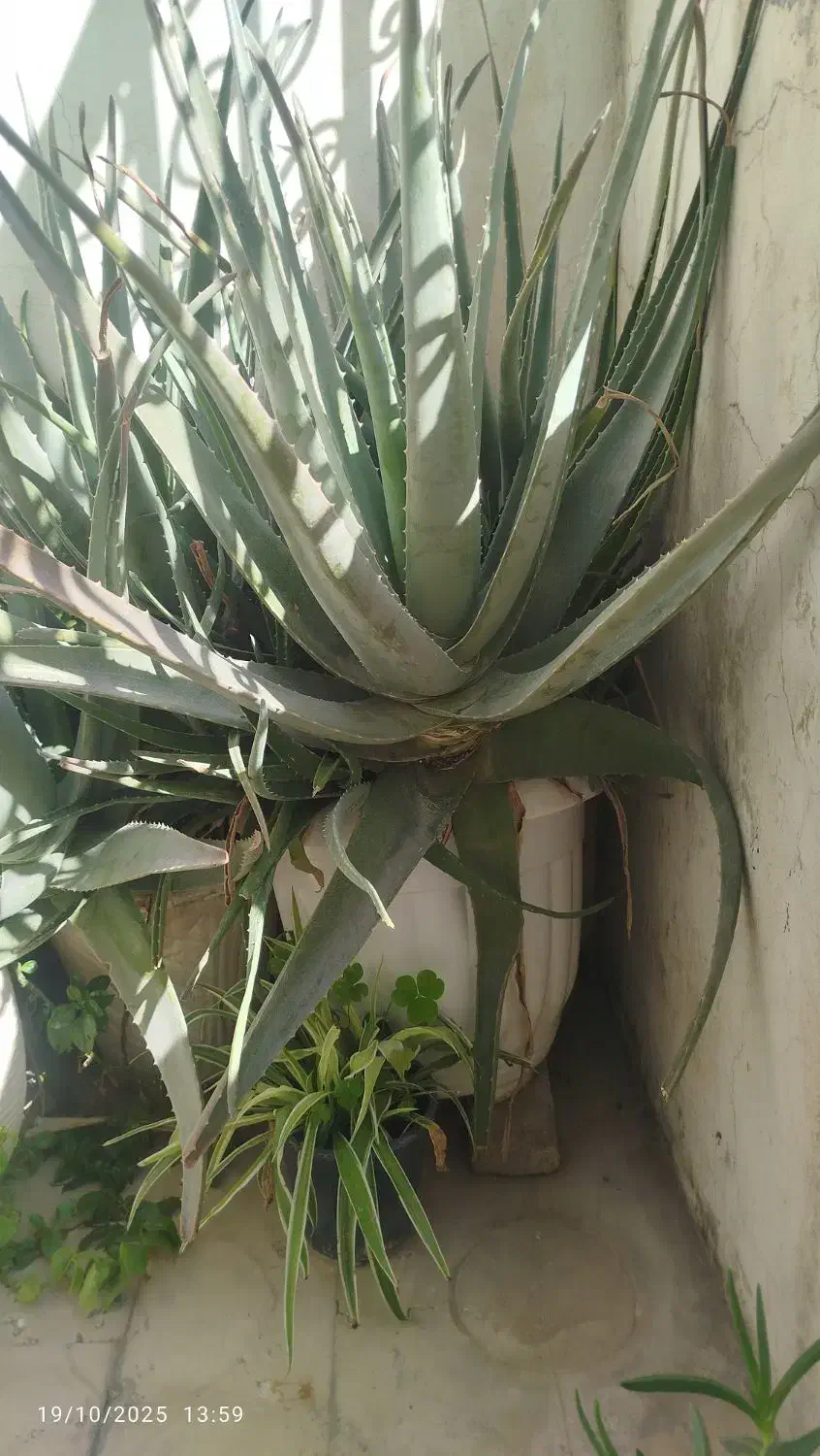 آلوورا گوشتی|گل و گیاه طبیعی|تهران, ایوانک|دیوار