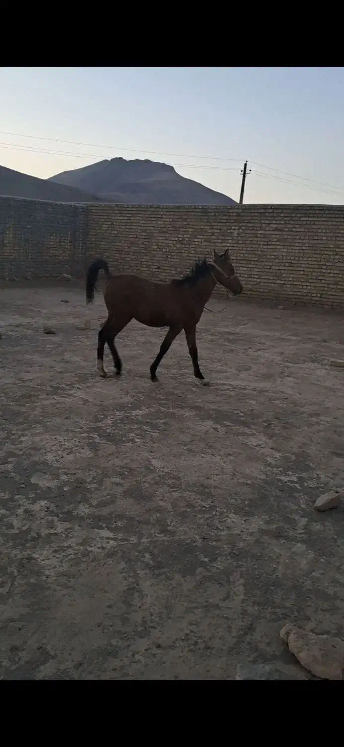 اسب|اسب و تجهیزات اسب‌سواری|ملایر, |دیوار